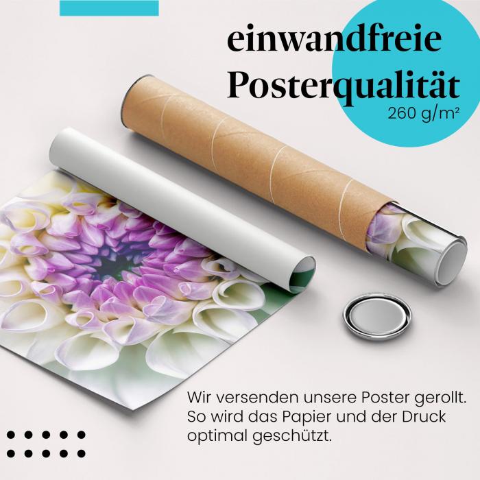 Gerolltes Poster "Dahlie". Blütenpracht, sicher verpackt.