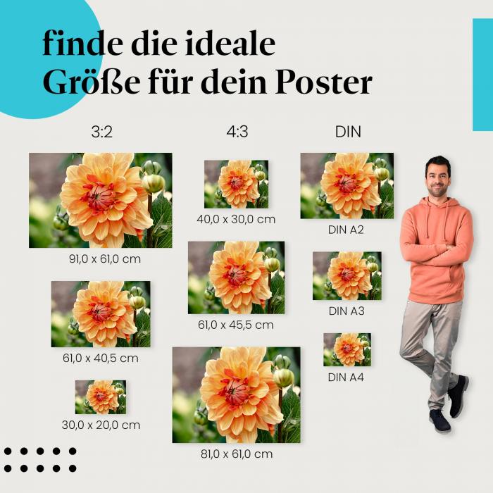 Entdecke die passende Postergröße: Orange Dahlie, Blütenblätter, Knospen.