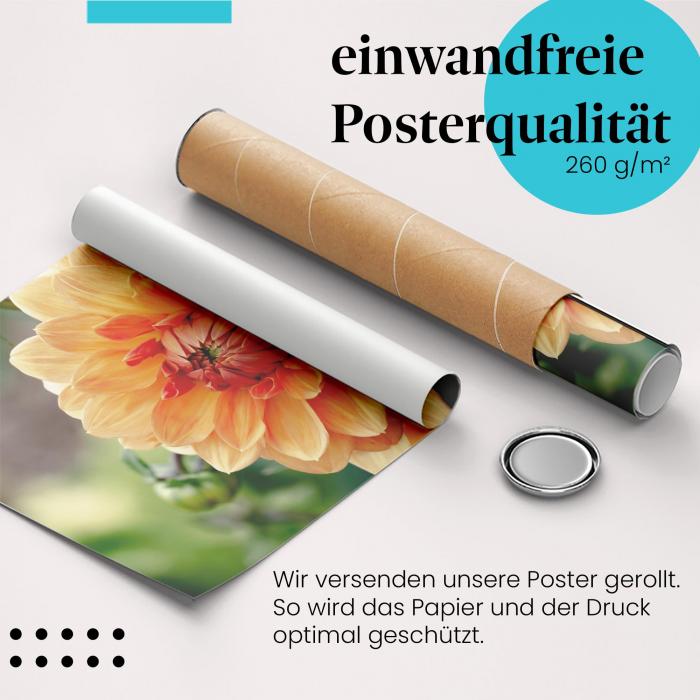 Gerolltes Poster "Orange Dahlie". Blumiges Design, sicher verpackt.