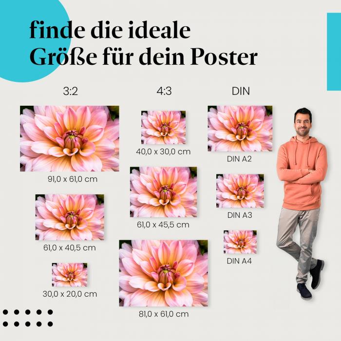 Finde die ideale Postergröße: Zartrosa Dahlie, Makroaufnahme, Blütenblätter.