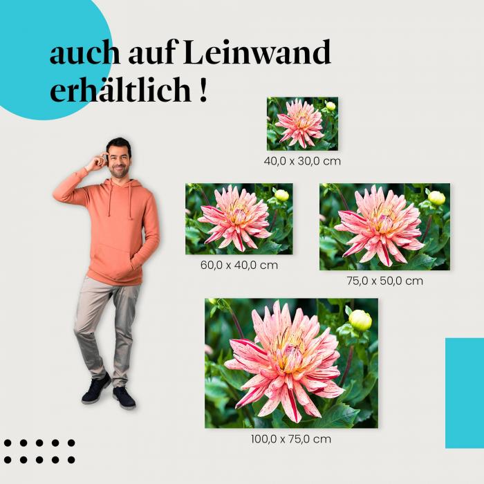 Dahlienblüte: Leinwandbild. Rosa-gelb gestreift, Nahaufnahme, wähle deine Größe!