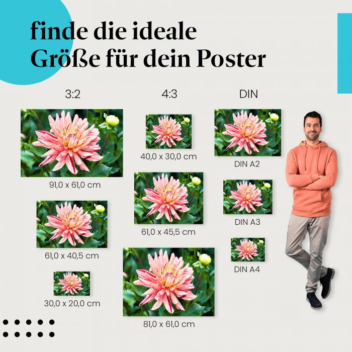 Entdecke die passende Postergröße: Dahlienblüte, rosa-gelbe Streifen, Nahaufnahme.