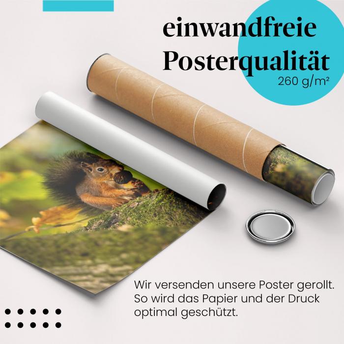 Gerolltes Poster "Eichhörnchen im Herbst". Tier & Natur, sicher verpackt.