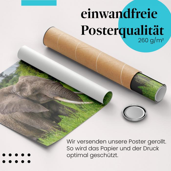 Gerolltes Poster "Elefanten" - Wildlife, sicher verpackt.