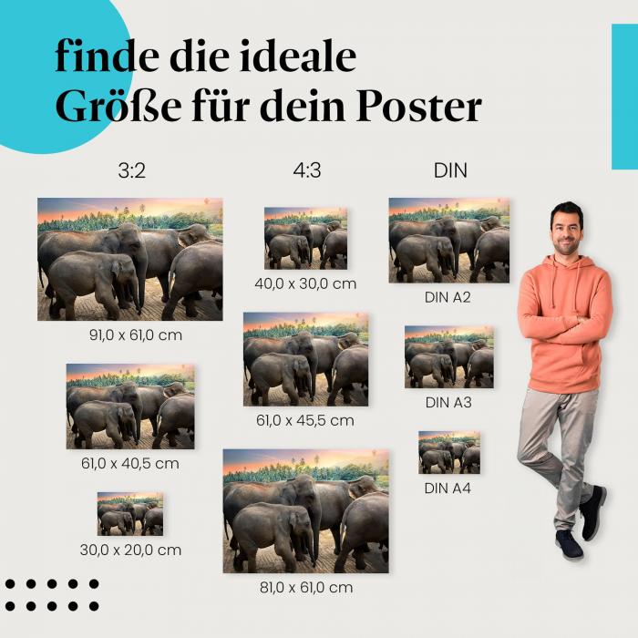 Finde die ideale Postergröße: Elefantenherde, tropische Landschaft, Sonnenlicht.