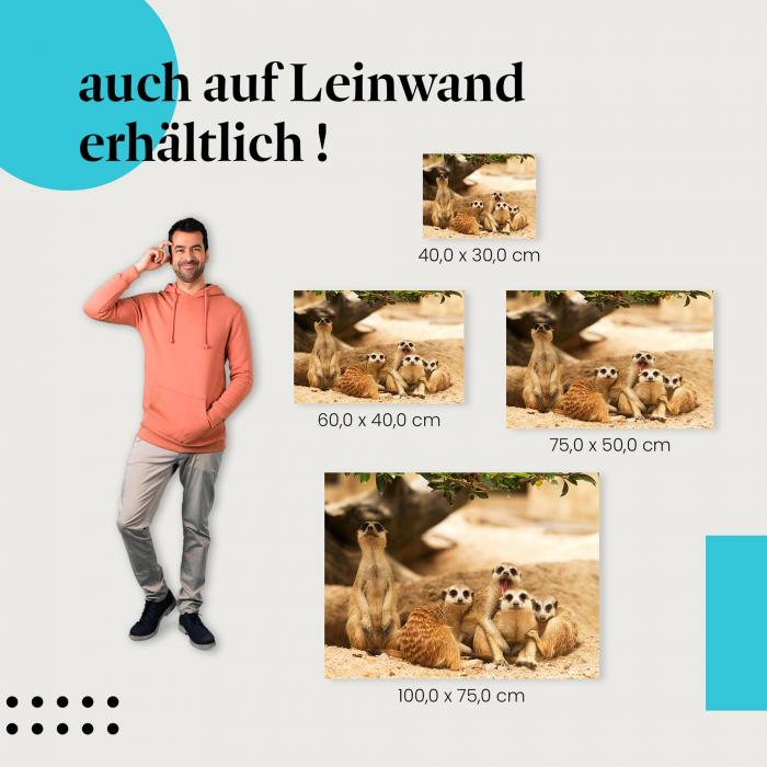 Erdmännchen: Leinwandbild. Gruppe, aufmerksam.