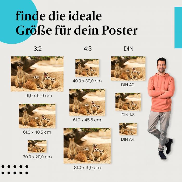 Erdmännchen, Poster: Gruppe, aufmerksam, Blick.