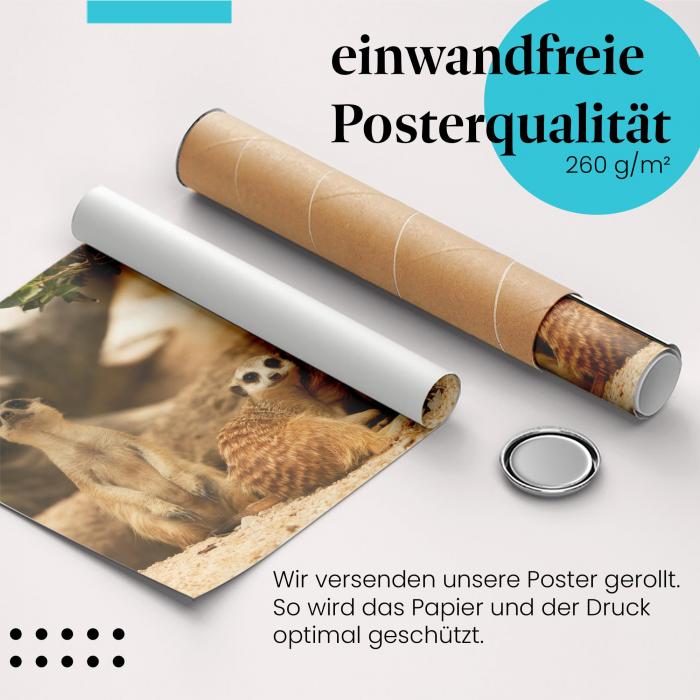 Gerolltes Poster "Erdmännchen" - Tierische Neugier, sicher verpackt.