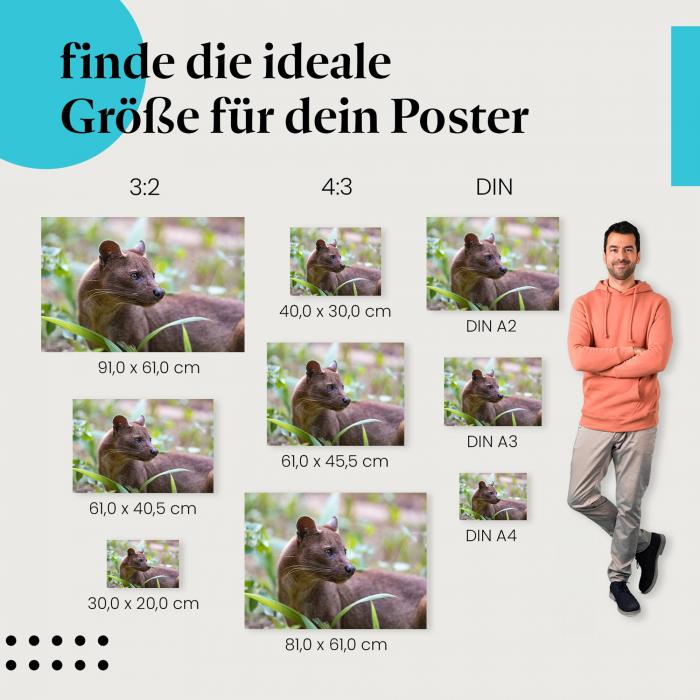 Fossa, Poster: Madagaskar, Raubtier, Unterholz.