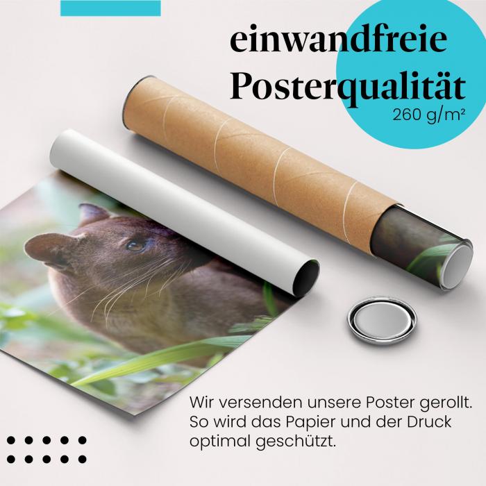 Gerolltes Poster "Fossa" - Exotische Tierwelt, sicher verpackt.