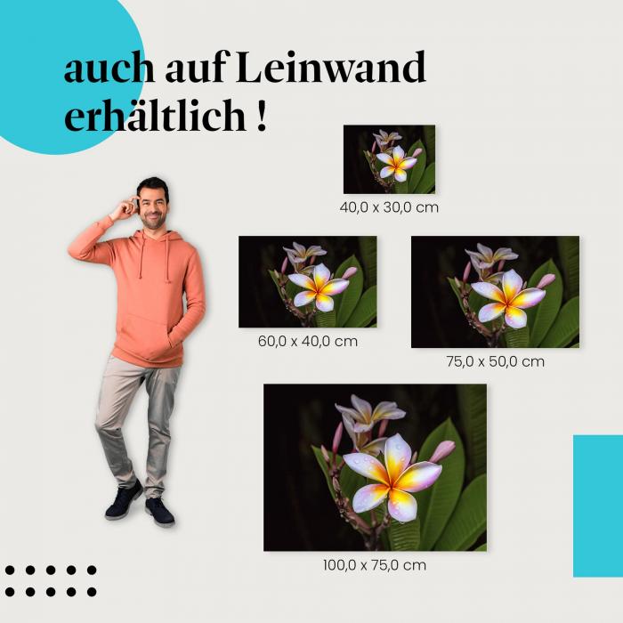 "Frangipaniblüte mit Tautropfen" Leinwandbild. Finde die ideale Größe für dein Zuhause & setze Akzente mit Kunst!