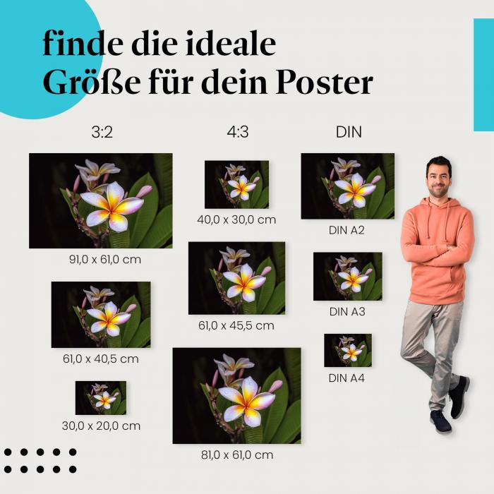 Exotische Frangipaniblüte Poster: Tautropfen - jetzt Postergröße wählen!