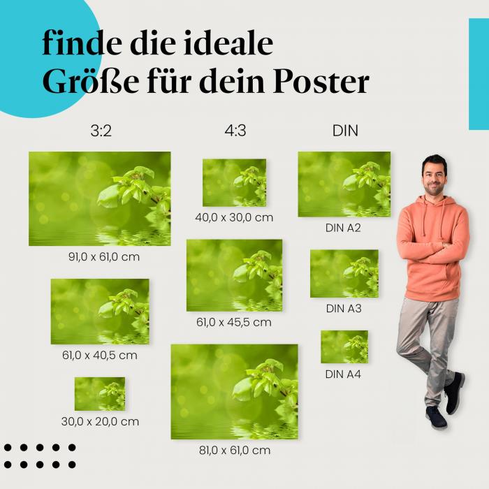 Finde die ideale Postergröße: Ast mit Blättern spiegelt sich im Wasser, Frühling.