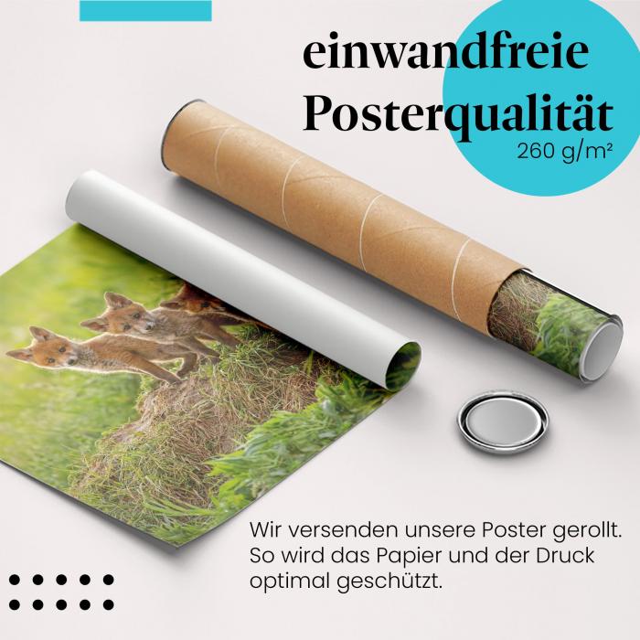 Gerolltes Poster "Fuchswelpen" - Tierfotografie, sicher verpackt.