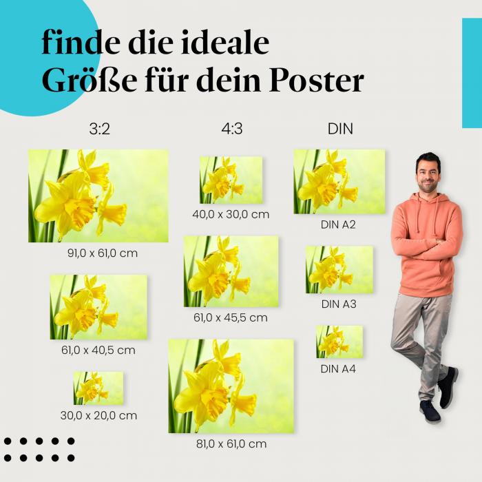 "Strahlende Frühlingsboten: Gelbe Narzissen": Poster - Blumen & Frühlingsstimmung