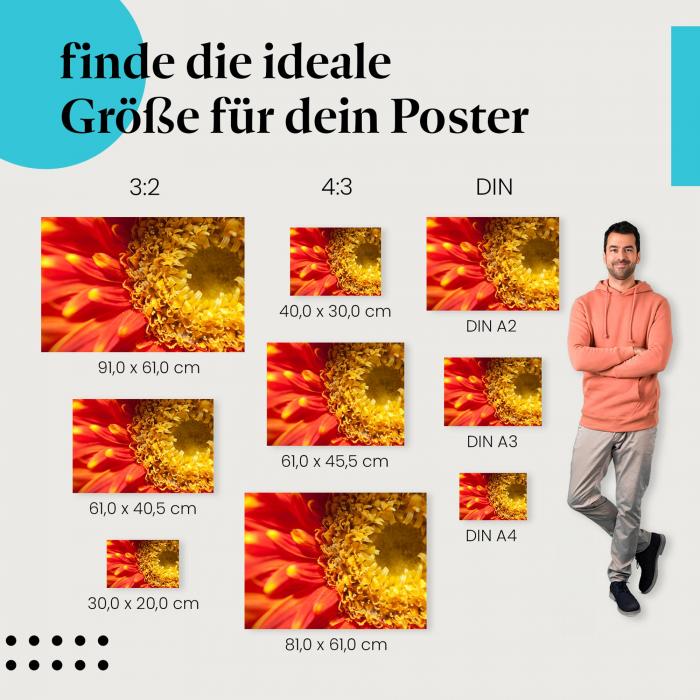 Entdecke die passende Postergröße: Rote Gerbera, Makroaufnahme, leuchtende Blüten.