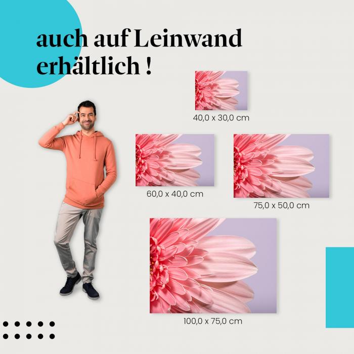 Gerbera: Leinwandbild. Rosa, Nahaufnahme, Blütenblätter.