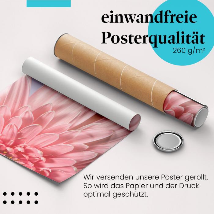 Gerolltes Poster "Gerbera". Blumenpracht, sicher verpackt.