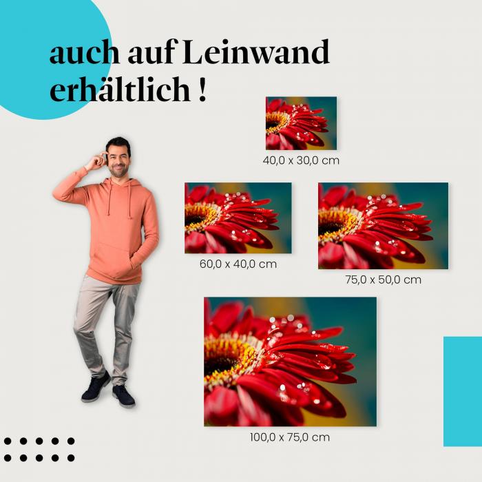 Rote Gerbera: Leinwandbild. Regentropfen, Lichtspiel, Nahaufnahme.