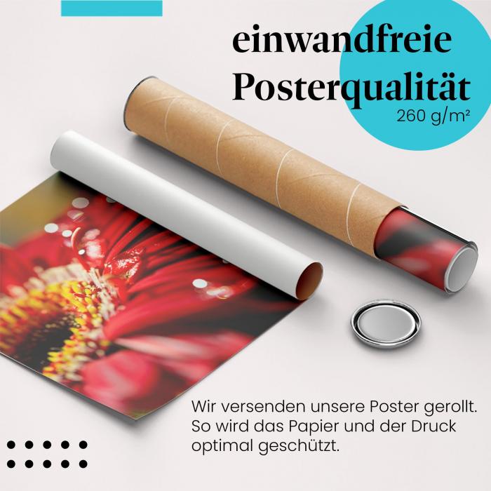 Gerolltes Poster "Gerbera mit Regentropfen". Blumen & Regen, sicher verpackt.