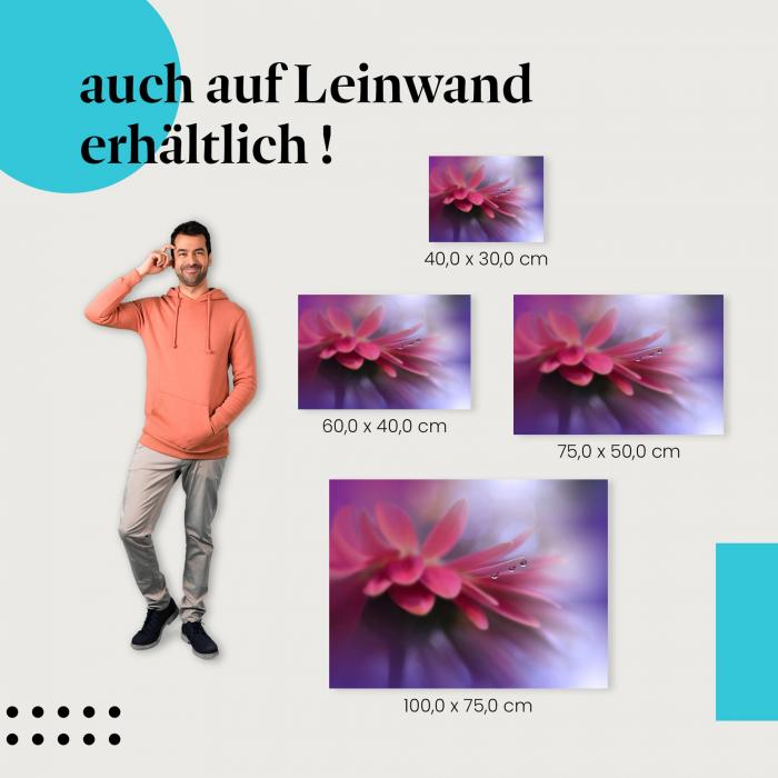 Gerbera: Leinwandbild. Rosa, Makro, Wassertropfen.