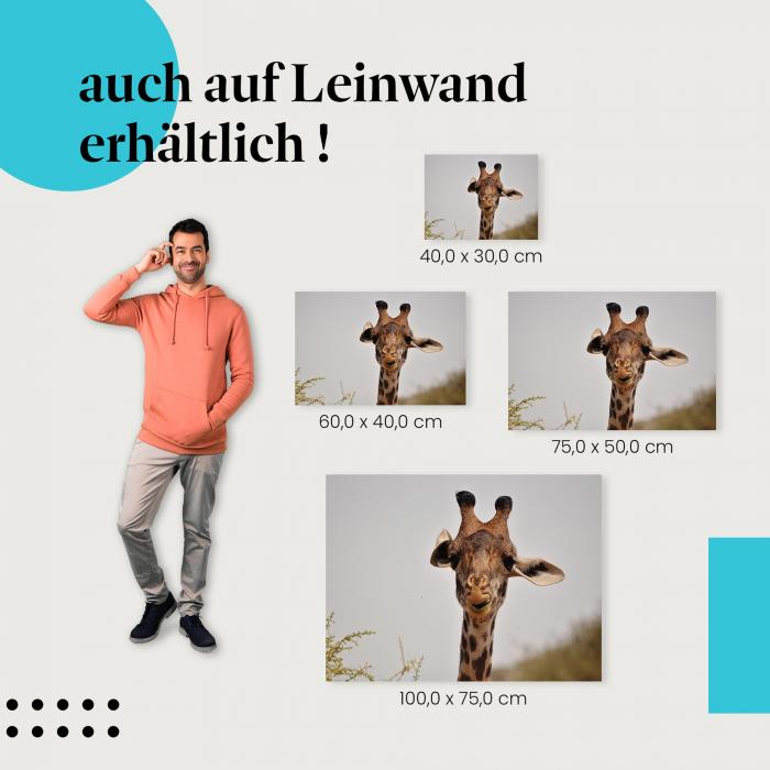 "Giraffe beim Fressen" Leinwandbild. Finde die ideale Größe für dein Zuhause & setze Akzente mit Kunst!