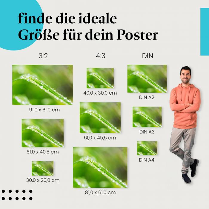 Grashalme, Poster: Makro, Tautropfen, grün.