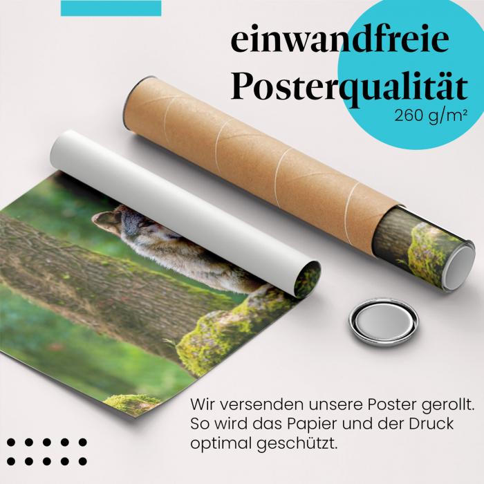 Gerolltes Poster "Wolf" - Wildtierfotografie, sicher verpackt.