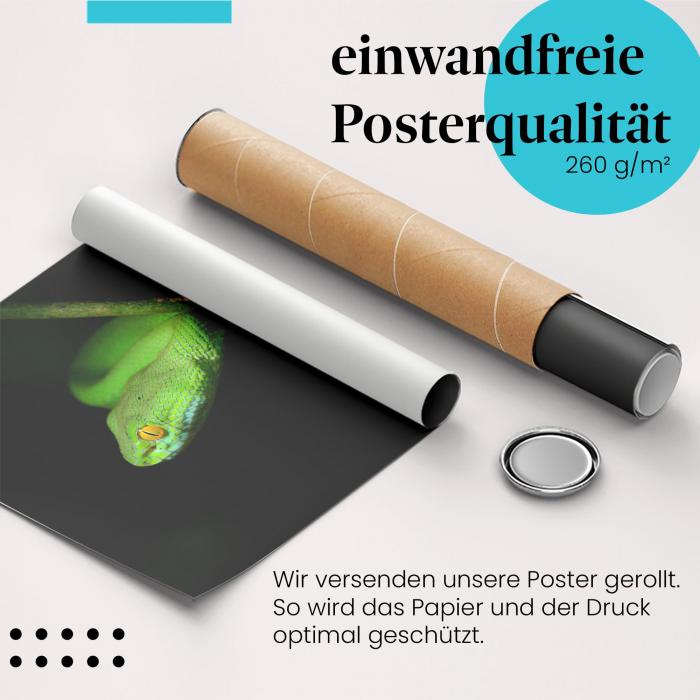 "Grüne Viper": Gerolltes Poster - Dschungel.