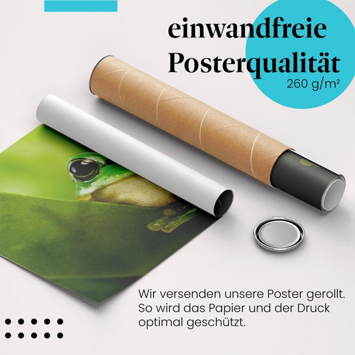 Gerolltes Poster "Versteckter Frosch". Blättermeer.