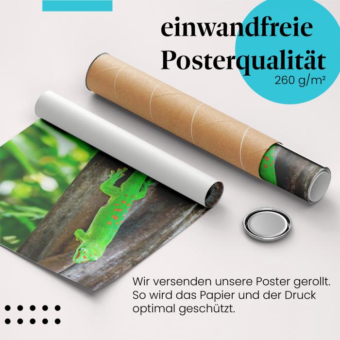 Gerolltes Poster "Gecko". Tierfotografie, sicher verpackt.