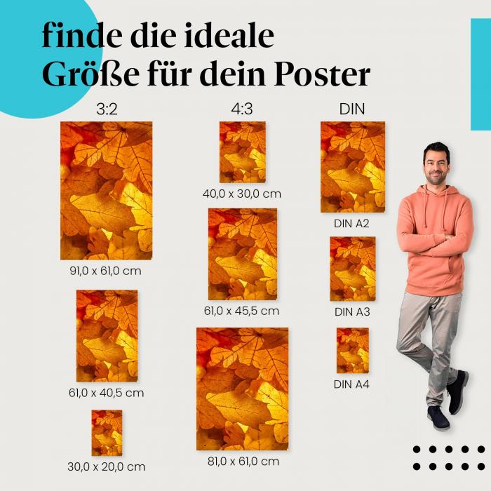 Entdecke die passende Postergröße: Nahaufnahme, Ahornblätter in Gelb und Rot, Sonnenlicht.