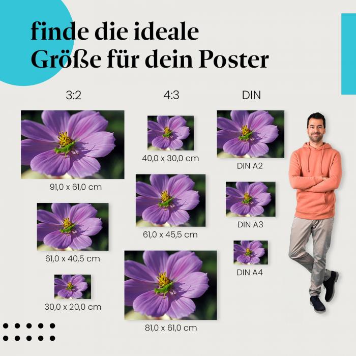 "Heuschrecke auf pinker Kosmee": Poster - Insekt, Blume & Makro