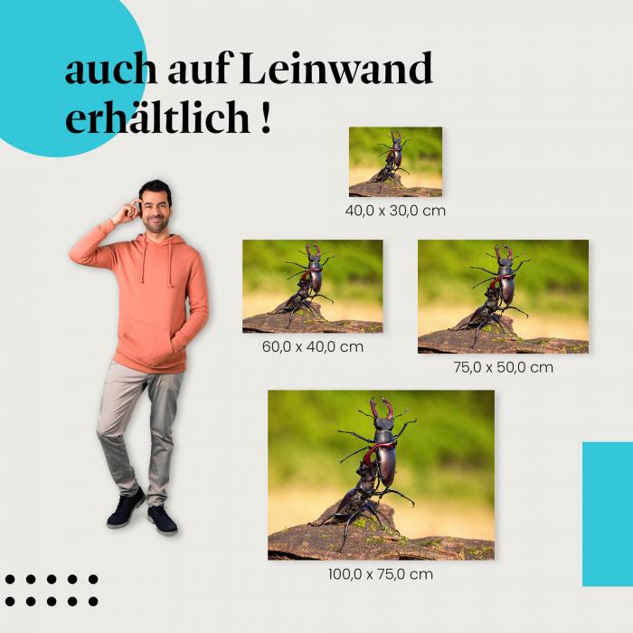 Hirschkäfer: Leinwandbild. Kampf.