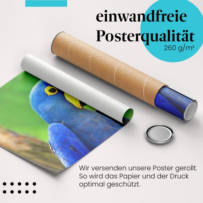 Gerolltes Poster "Hyazinth-Ara" - Papagei im Regenwald, sicher verpackt.