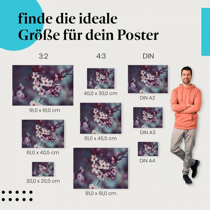 Entdecke die passende Postergröße: Kirschblüten, rosa, Makro, Frühling.