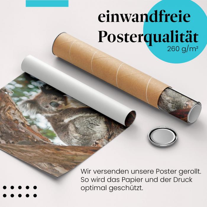 Gerolltes Poster "Koala" - Niedliches Tier, sicher verpackt.