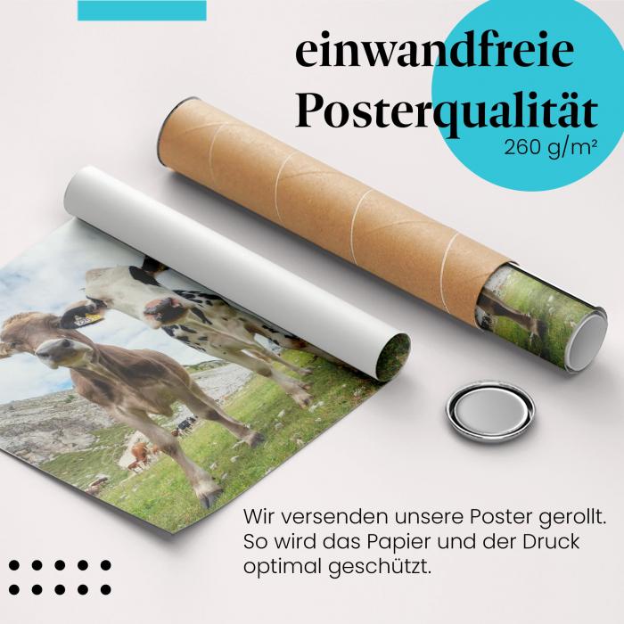 Gerolltes Poster "Kuhherde". Alpenlandschaft & Tiere, sicher verpackt.