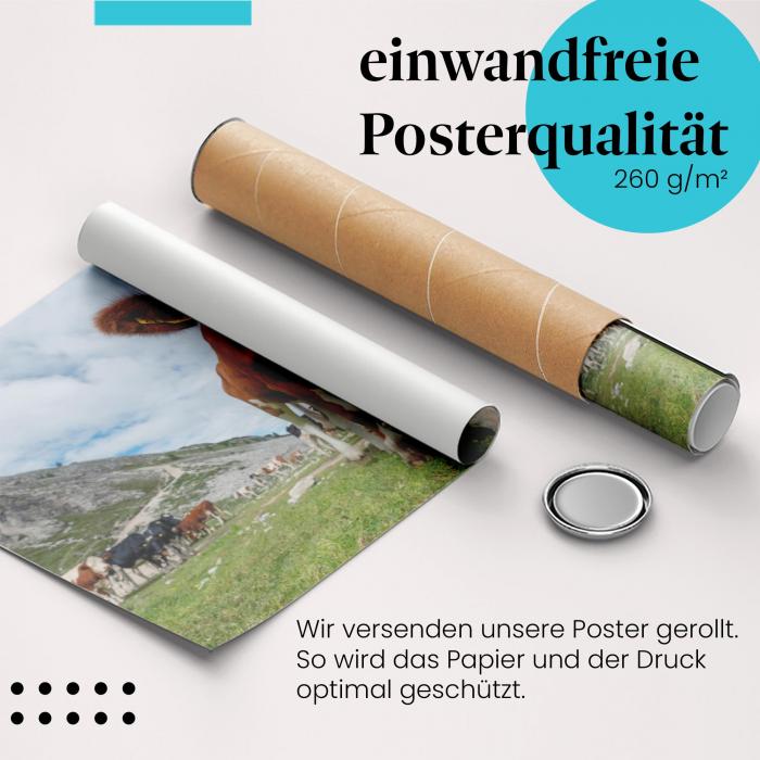 Gerolltes Poster "Kühe auf der Alm". Ländliche Idylle, sicher verpackt.