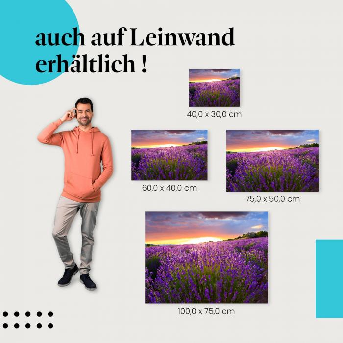 "Lavendelfeld im Abendlicht" Leinwandbild. Finde die ideale Größe für dein Zuhause & setze Akzente mit Kunst!