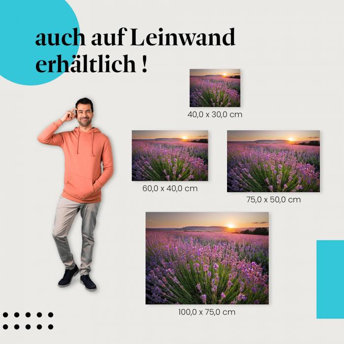 Lavendelfeld: Leinwandbild. Lila Blüten, Sonnenuntergang, warme Farben.