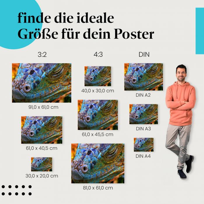 Leguan Poster: Exotische Reptilien - finde die passende Größe!