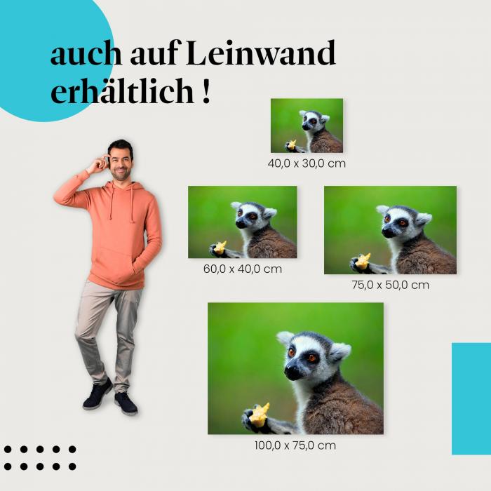 Lemur: Leinwandbild. Obst, niedlich.