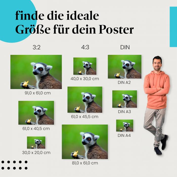 Lemur, Poster: Obst, Blick, niedlich.