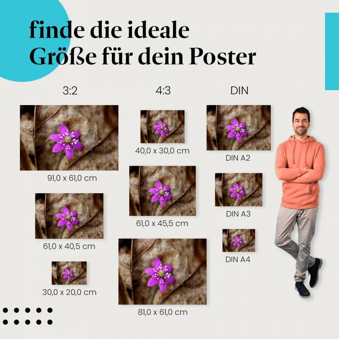 Lila Blume auf Herbstlaub Poster: Herbstliche Blütenpracht - jetzt bestellen!