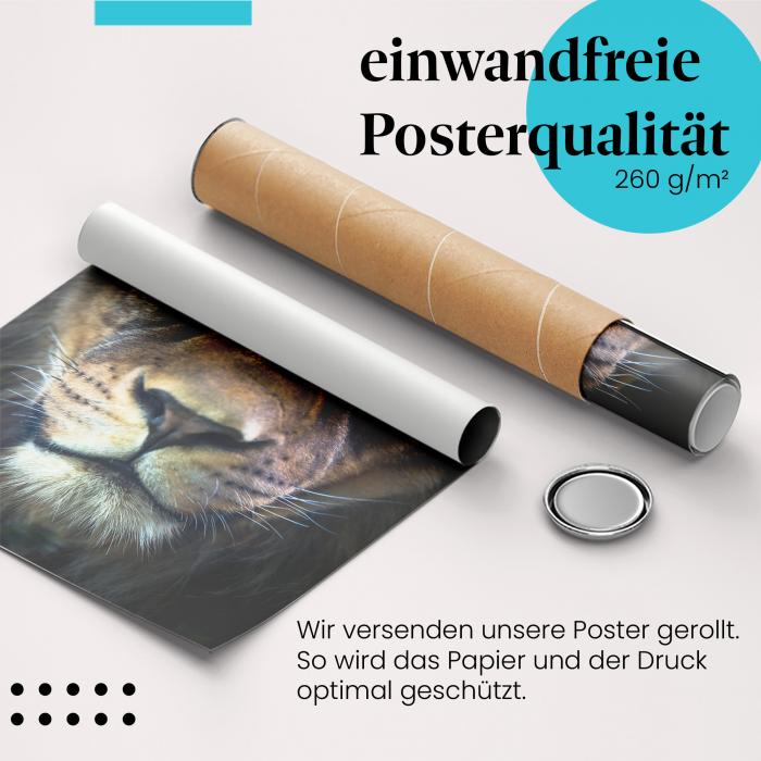 Gerolltes Poster "Löwenblick". Raubtier, sicher verpackt.