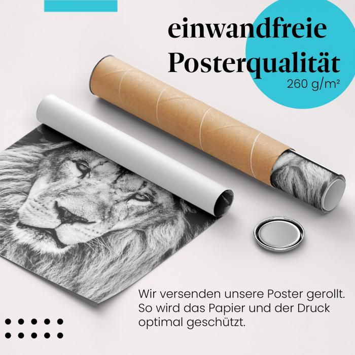 Gerolltes Poster "Löwenportrait". König der Tiere, sicher verpackt.