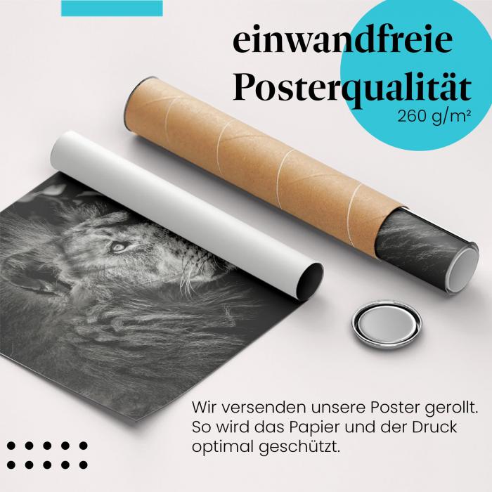 Gerolltes Poster "Löwenportrait" - Kraft & Eleganz, sicher verpackt.