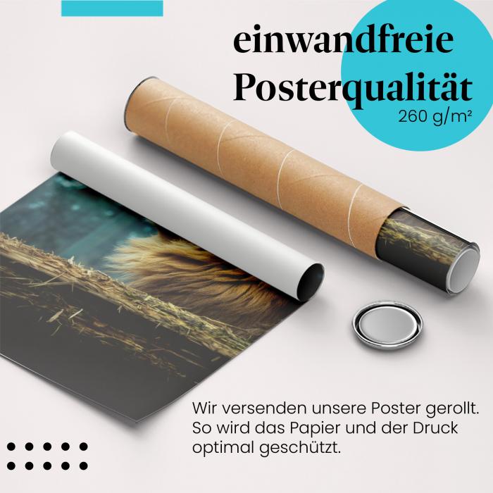 Gerolltes Poster "Löwe". König der Tiere, sicher verpackt.