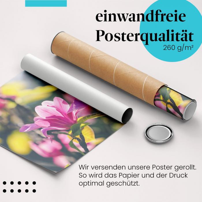 Gerolltes Poster "Magnolienblüten". Frühlingserwachen, sicher verpackt.